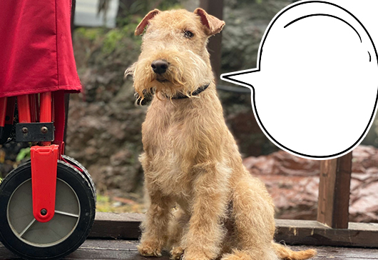 ウエーデルンのご褒美ジャーキー